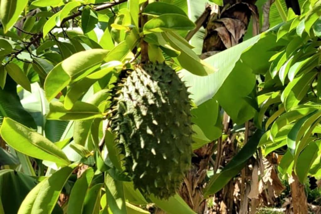 Ti Coin Jardin Daire La Paix Dış mekan fotoğraf